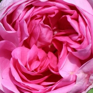Rosen Bestellen - Rosa Bullata - Zentifolien - rosa - stark duftend - Duhamel - Die Oberfläche ihrer Blätter ähneln den Blättern des Gartensalates und verleiht der Pflanze auch nach dem Verblühen der Blüten besonderes Aussehen.